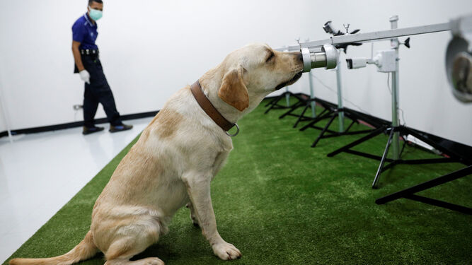 Una unidad móvil canina ayuda a detectar la covid-19 en Tailandia