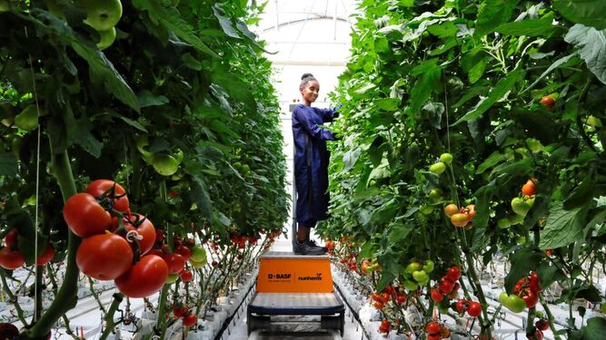 Trabajo en el invernadero de tomate del nuevo centro de semillas de BASF en Etiopía