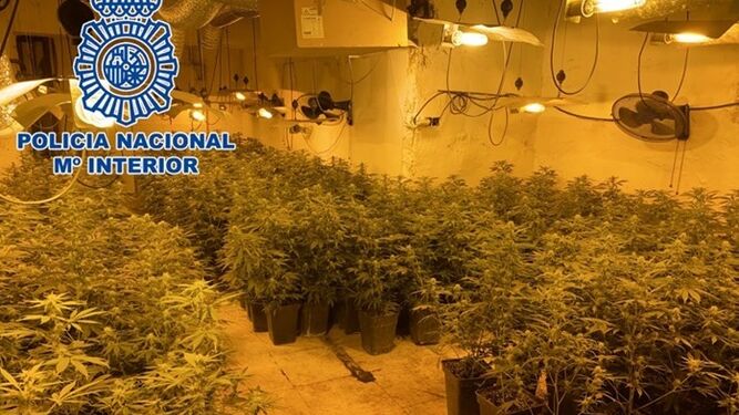 Una de las plantaciones de marihuana desmanteladas por la Policía Nacional este junio.