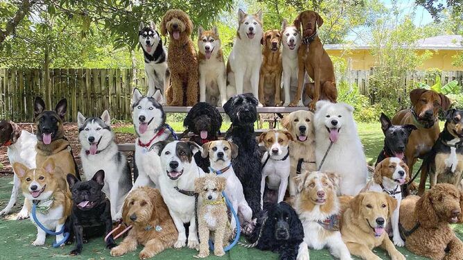 Esta guardería canina consigue lo imposible al tomar fotografías perfectas a un grupo de 30 perros