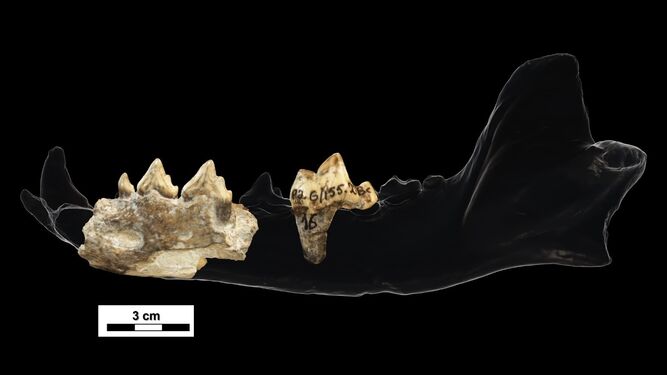 Restos mandibulares fósiles de licaón de Dmanisi.