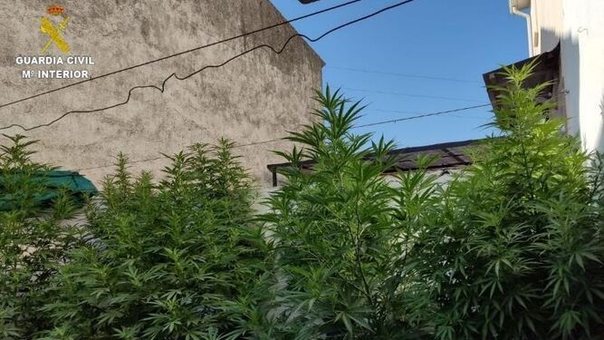 La Guardia Civil detiene a dos individuos a los que sorprendió trasladando plantas de marihuana en la localidad de Tózar