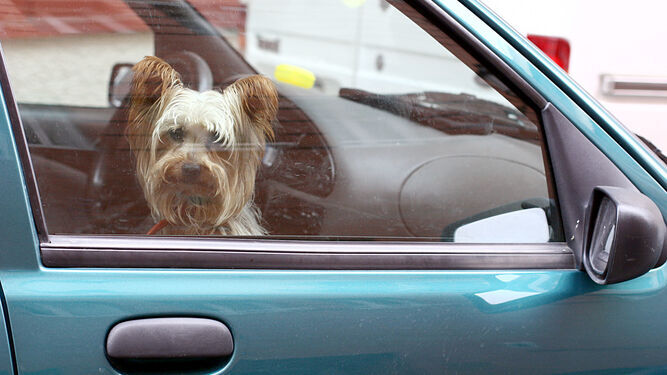Un perro sin sujeción en la parte delantera de un coche