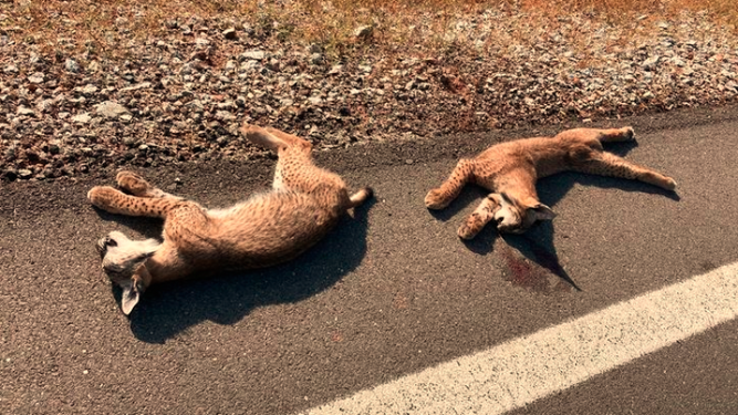 Mueren atropelladas dos crías de lince en Linares y Vilches