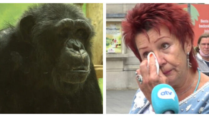 Un zoológico prohíbe la entrada a una mujer por acusarla de tener un romance con un chimpancé