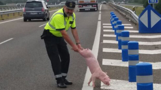 La foto de la Guardia Civil y un cerdo que ha causado polémica