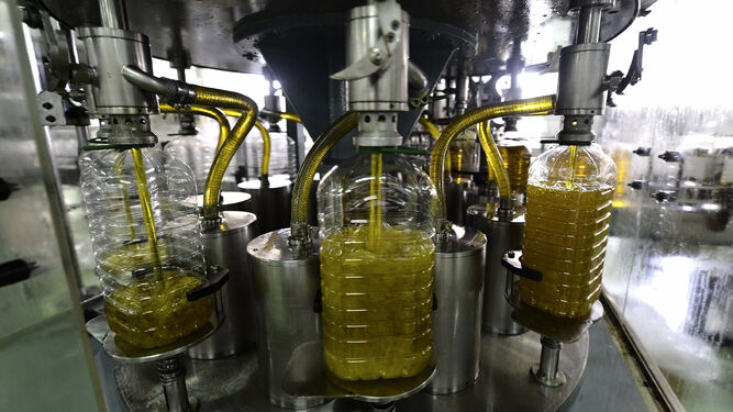 Un momento del proceso de envasado de aceite de oliva