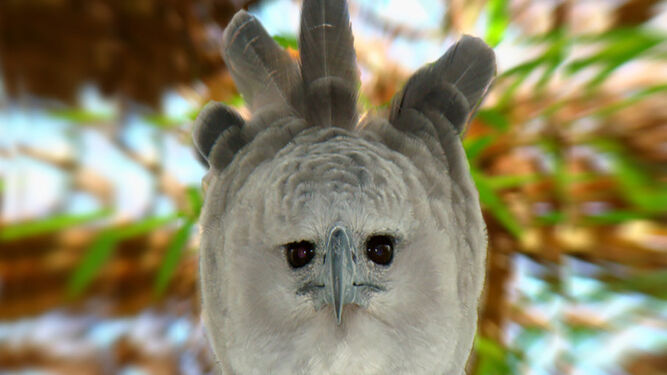 Ecuador y España se unen para proteger al águila harpía