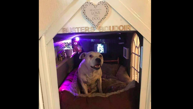 Construye la mejor casa del mundo para su Staffordshire Bill Terrier que fue maltratado