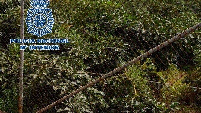 Detenidas cuatro personas por robos de frutos subtropicales en la costa de Granada