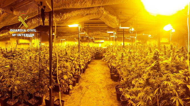 La plantación de marihuana descubierta en Armilla por el fuerte olor en la zona.