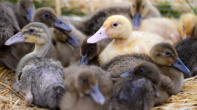 Detectan dos focos de gripe aviar en Hungría y sacrifican 38.000 patos