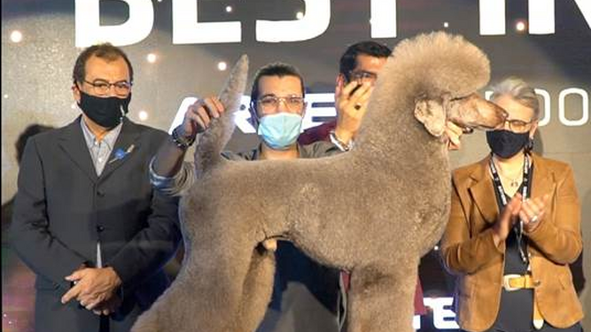 Este caniche ha ganado el campeonato internacional de peluquería canina