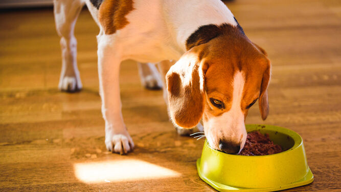 Tu perro ha estado comiendo en una mala postura toda la vida y no lo sabías
