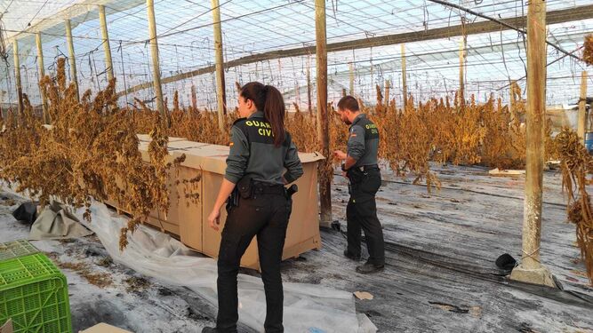 Dos agentes de la Guardia Civil en la plantación de cáñamo intervenida en Albuñol.