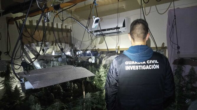 Un agente de la Guardia Civil de Granada en una de las plantaciones de marihuana desmanteladas.