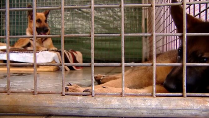 Pacma reclama al Cabildo de La Palma la creación de dos centros de acogida para animales sin hogar