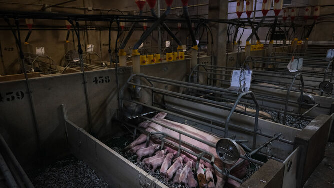 Imagen del interior de una macrogranja de cerdo en Castillejar obtenida por GreenPeace en 2021