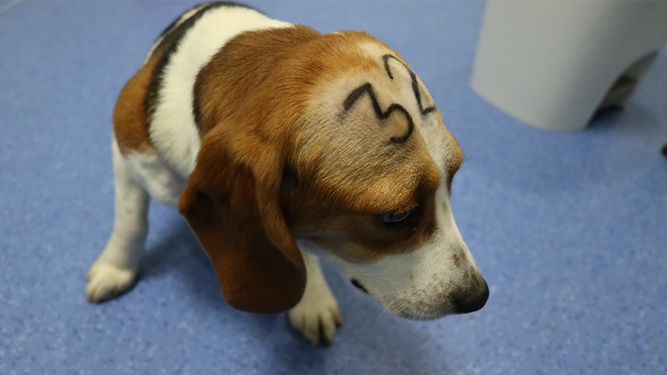 Piden movilización ciudadana para evitar que sacrifiquen más de 30 cachorros de Beagle de Vivotecnia en Barcelona