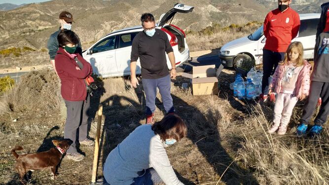 Un grupo de voluntarios planta un centenar de árboles en el Barranco Pollino de Monachil