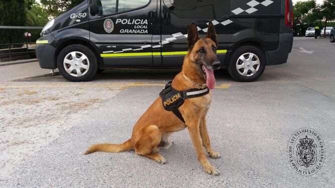 Agente de la unidad canina de la Policía Local de Granada.