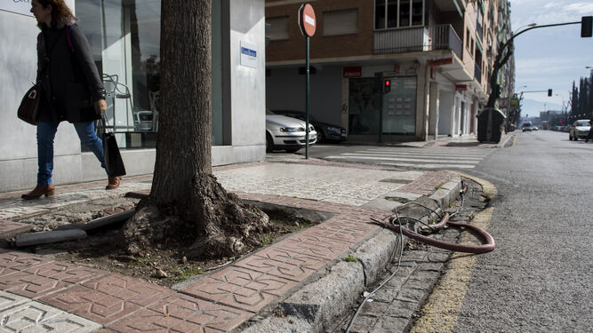 El eje Arabial-Palencia terminará con 200 árboles de gran porte en Granada