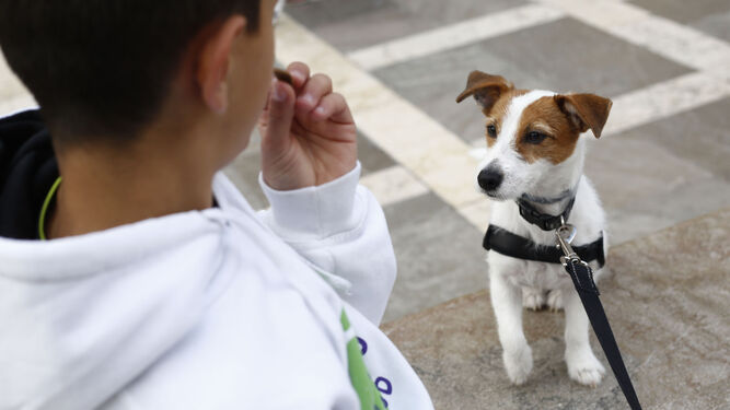Imagen de archivo de un niño y un perro en Granada capital