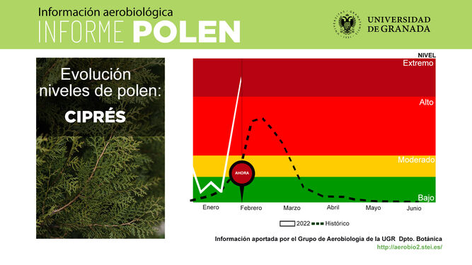 Los niveles de polen del ciprés seguirán en niveles extremos en Granada
