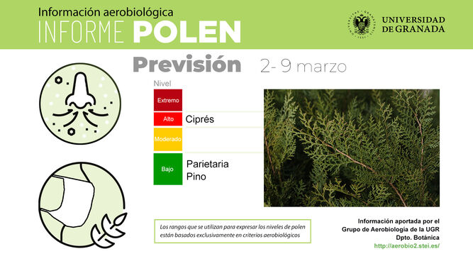 El polen de ciprés sigue en niveles "preocupantes" para los alérgicos en Granada