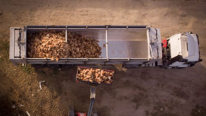 Miles de pollos infectados con gripe aviar son sacrificados en una granja de Valladolid.