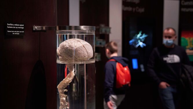 Imagen de un cerebro en una exposición del Parque de las Ciencias