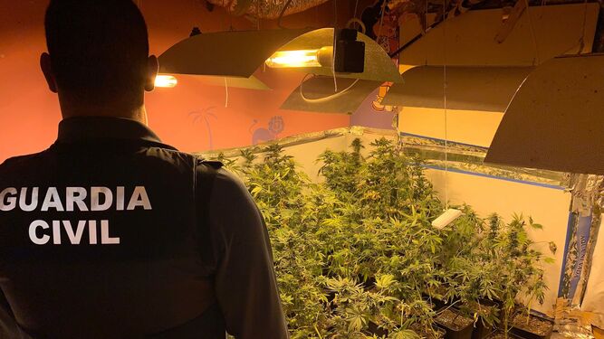 Imagen de archivo de un agente de la Guardia Civil interviniendo una plantación de marihuana