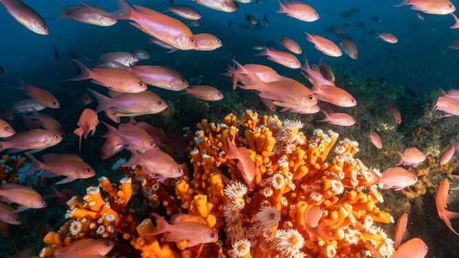 Los corales son la base del ecosistema y de ellos dependen todas las especies del arrecife, colonia sana de coral candelabro