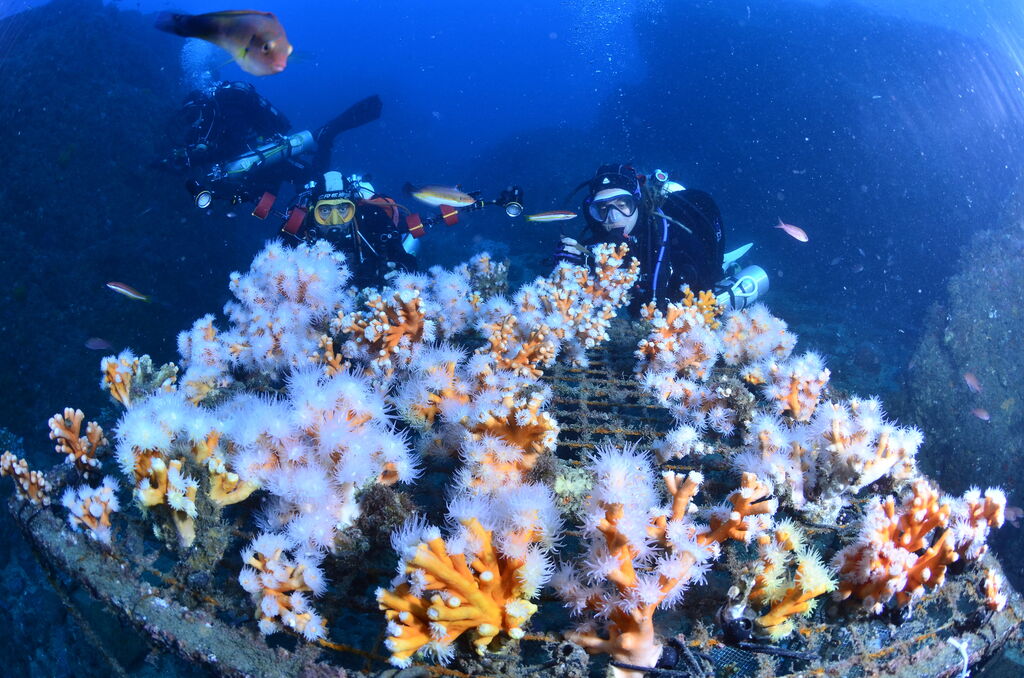 Guarder&iacute;as de corales de Coral Soul. Cuando un arrecife se recupera y se protege se produce una explosi&oacute;n de vida