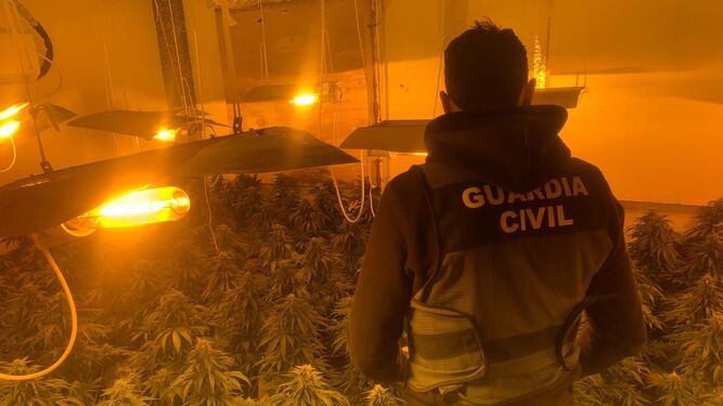 Imagen de la intervención de la Guardia Civil de Granada en los centros de cultivo de marihuana