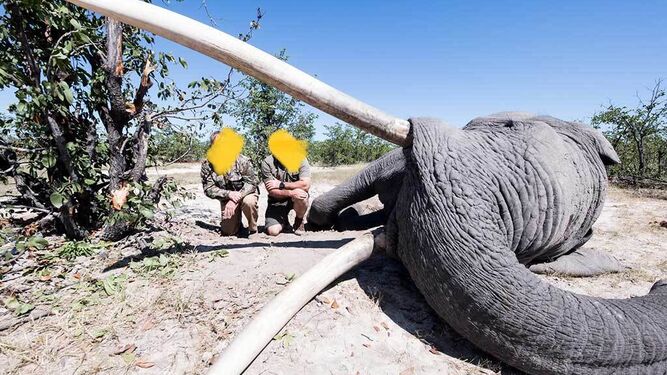 Un cazador paga 50000 dólares por matar al elefante con el colmillo más grande de Tanzania