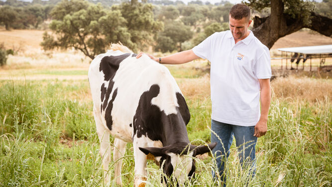 Imagen cedida por Covap de una de las vacas seleccionadas genéticamente para que produzcan leche con prtoteína A2.