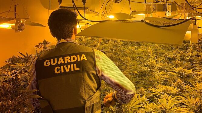 Las Guardia Civil desmantela tres centros de producción de marihuana en la provincia de Granada