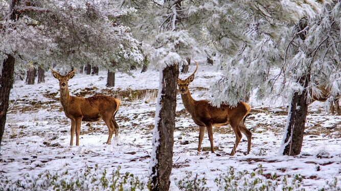Determinan una congestión pulmonar severa como causa de la mortandad de los ciervos en el Parque Natural Sierra de Baza