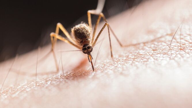 Los mosquitos vuelven con la subida de las temperaturas y la llegada del buen tiempo
