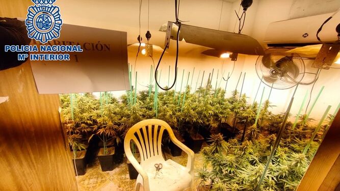 La plantación de marihuana hallada durante el operativo de la Policía Nacinonal en Granada.