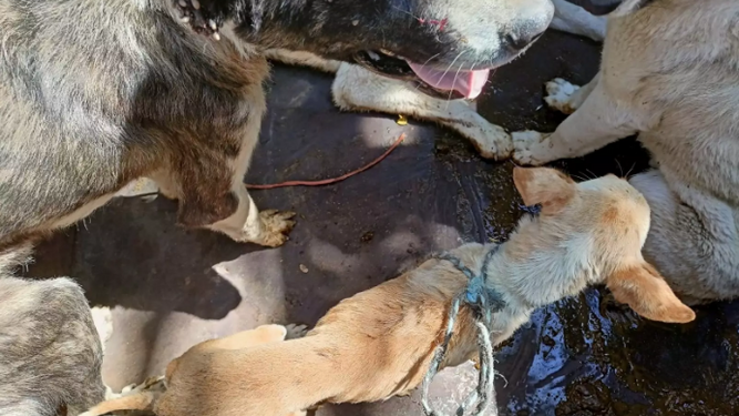 Investigan en Granada al dueño de nueve perros de caza rescatados heridos y desnutridos