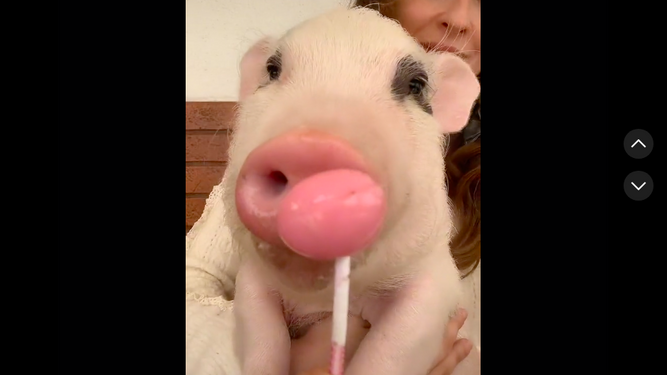 Un cerdo se vuelve famoso por sus divertidos vídeos y por la manera de comer chupachups