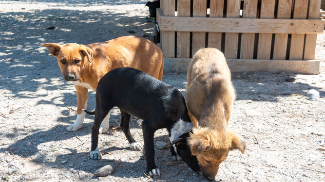 Solicitan una campaña de sensibilización para evitar el abandono de mascotas este verano en la costa de Granada