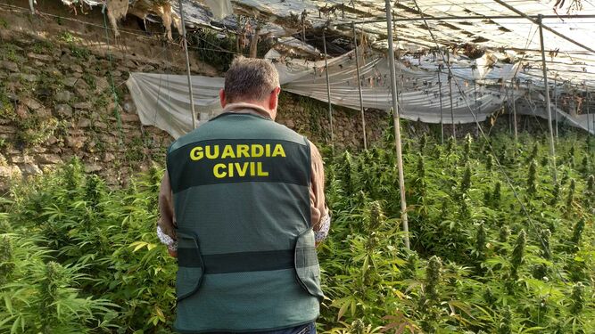 Descubren una plantación con cerca de 5.000 plantas de cannabis sativa en la Costa de Granada