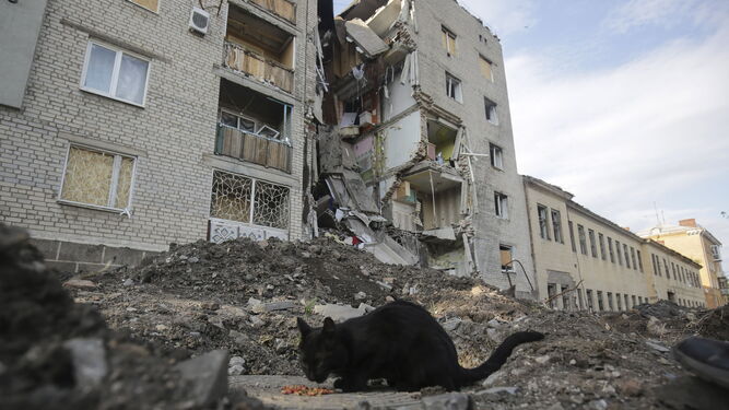 Un gato entre las ruinas en una zona de la región de Donetsk