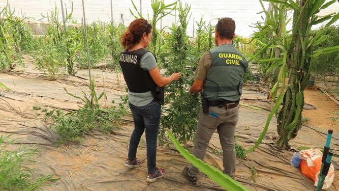 Descubren una plantación con más de 500 plantas de cannabis sativa en Salobreña