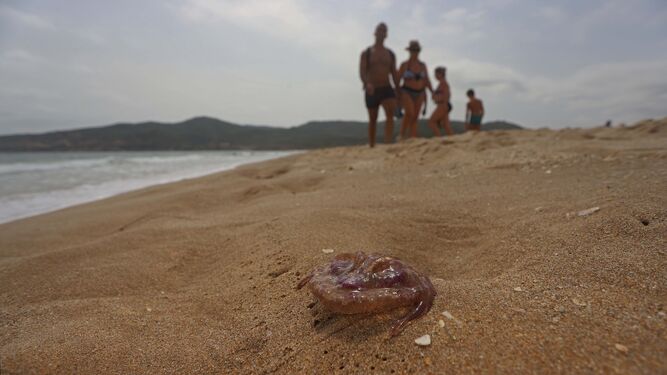 Ejemplar de medusa sobre la arena.