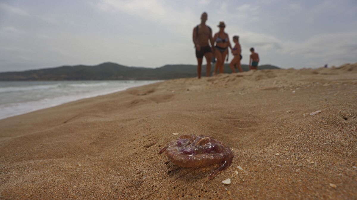 Alertam para a presença de medusas nestas praias de Granada