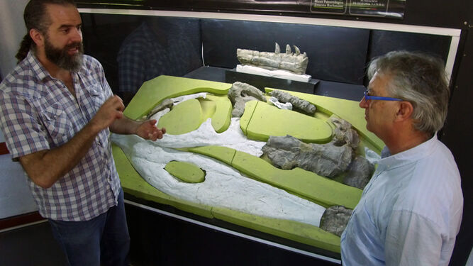 Restos originales del cráneo de Giganotosaurus en el Museo Ernesto Bachmann (Villa El Chocón, Argentina).